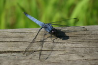 オオシオカラトンボ