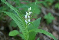  ササバギンラン