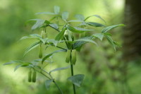 ホウチャクソウ