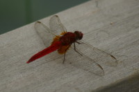 ショウジョウトンボ