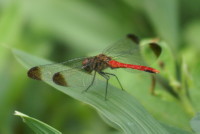 コシノメトンボ