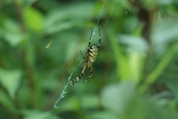 ナガコガネグモ