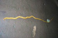 オオミスジコウガイビル