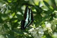 アオスジアゲハ