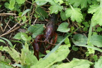 アメリカザリガニ