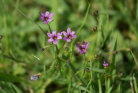 ニワゼキショウ
