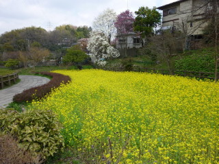 春には菜の花の黄色いじゅうたん
