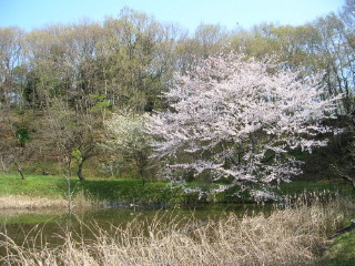 桜咲く春のため池