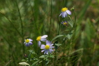 カントウヨメナ