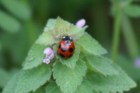 ナナホシテントウ