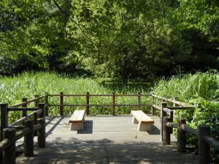 ヨシ原展望デッキ