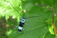 ラミーカミキリ