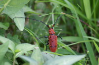 ホシベニカミキリムシ