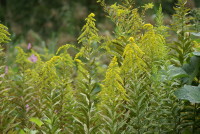  セイタカアワダチソウ