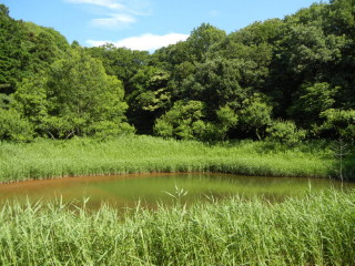 夏のため池 