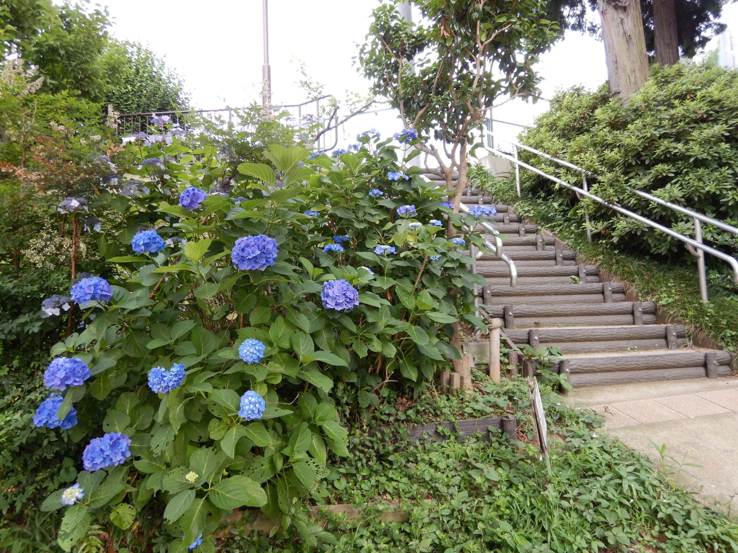 台町公園TOP画像３