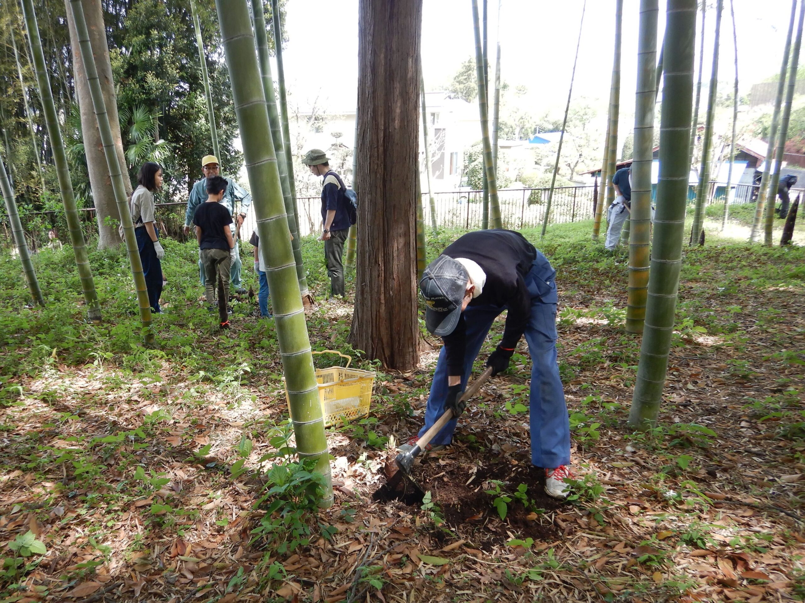 たけのこ掘りやりませんか - 東俣野中央公園 【緑とコミュニティー