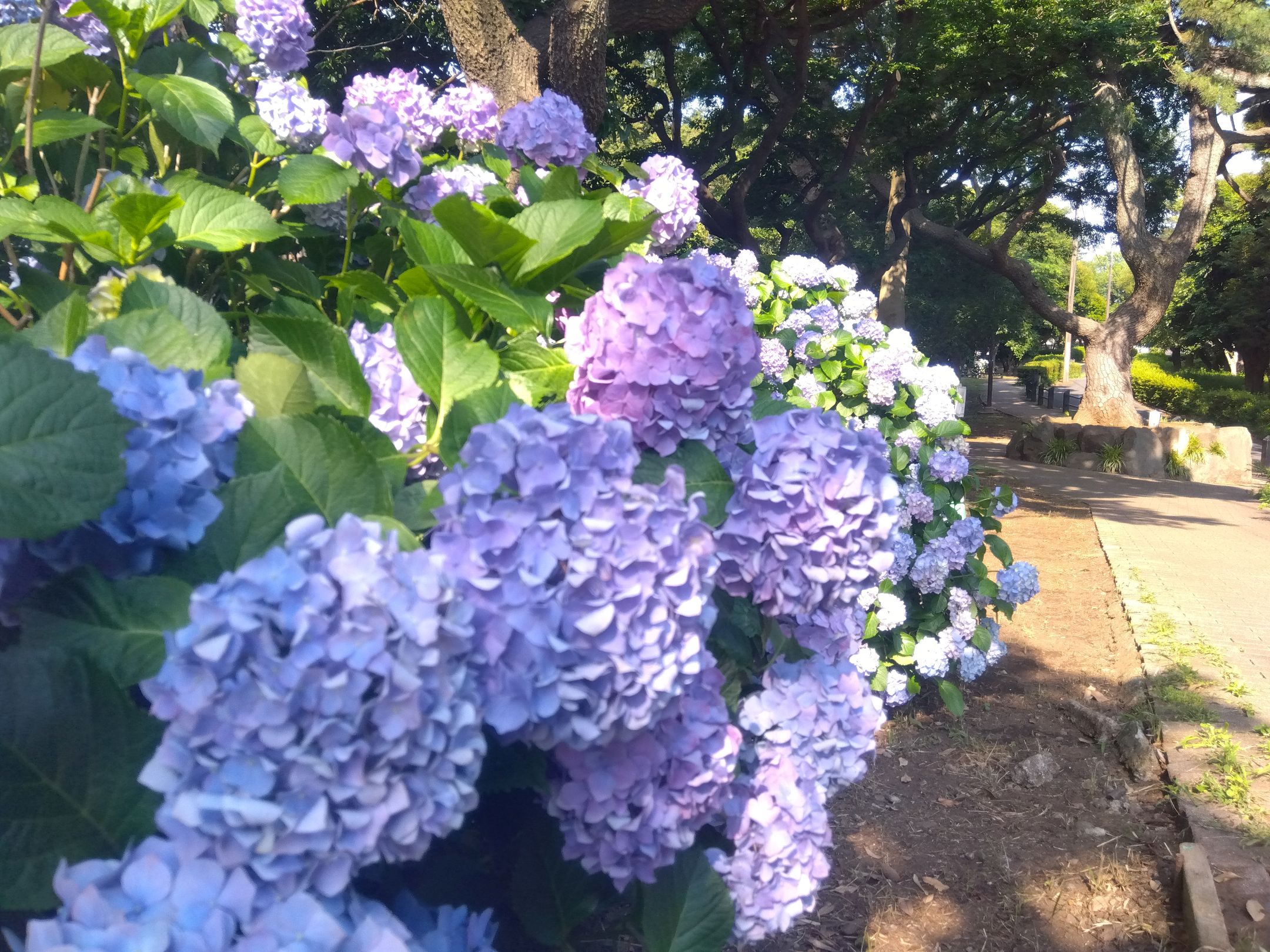 神の木公園スライド１