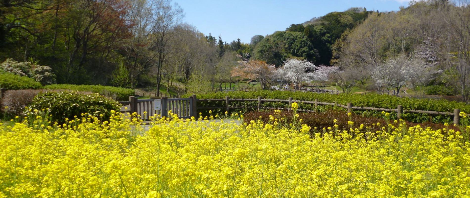 小雀公園イメージ②