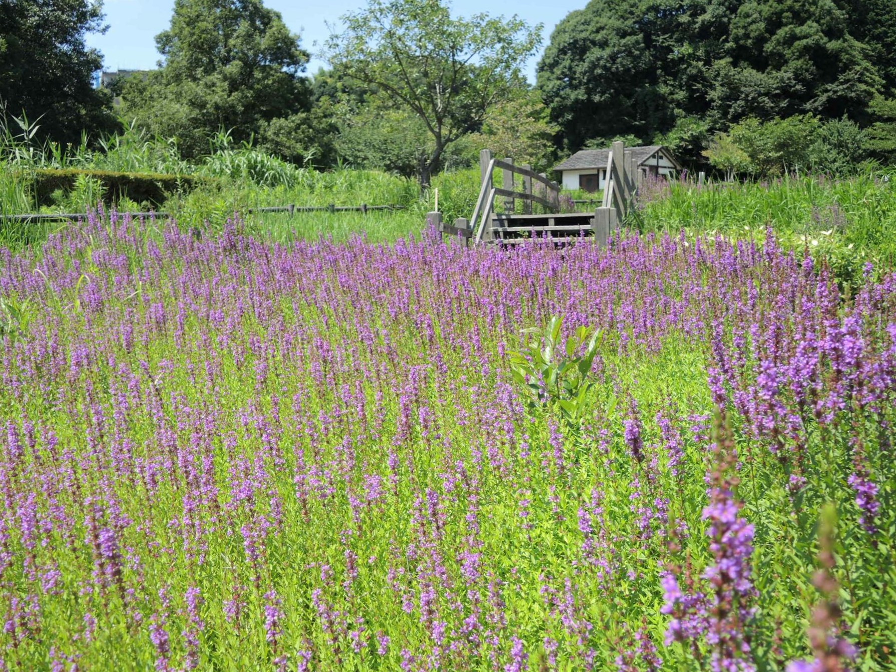 小雀公園TOP画像１