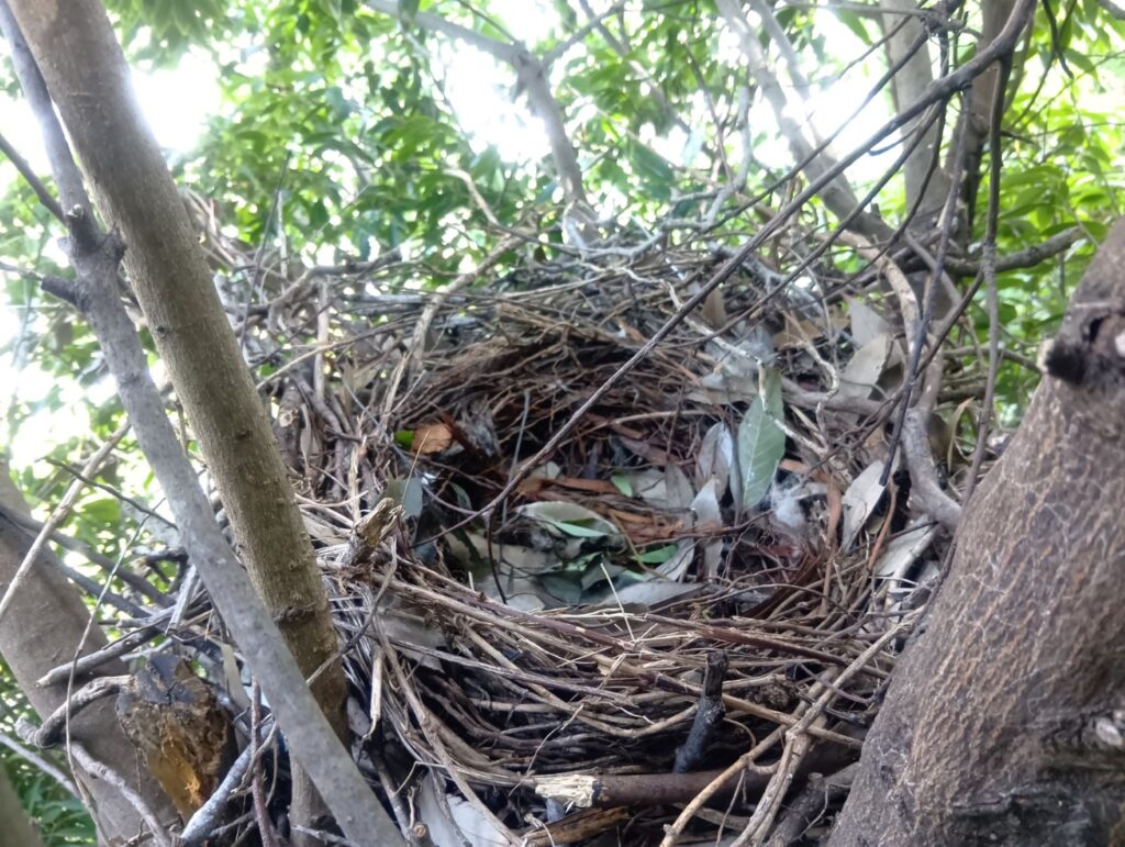 鳥の巣