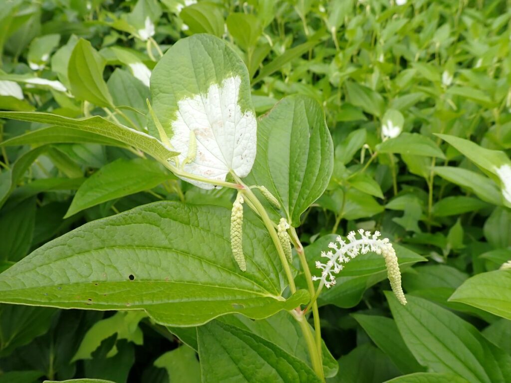 ハンゲショウの花