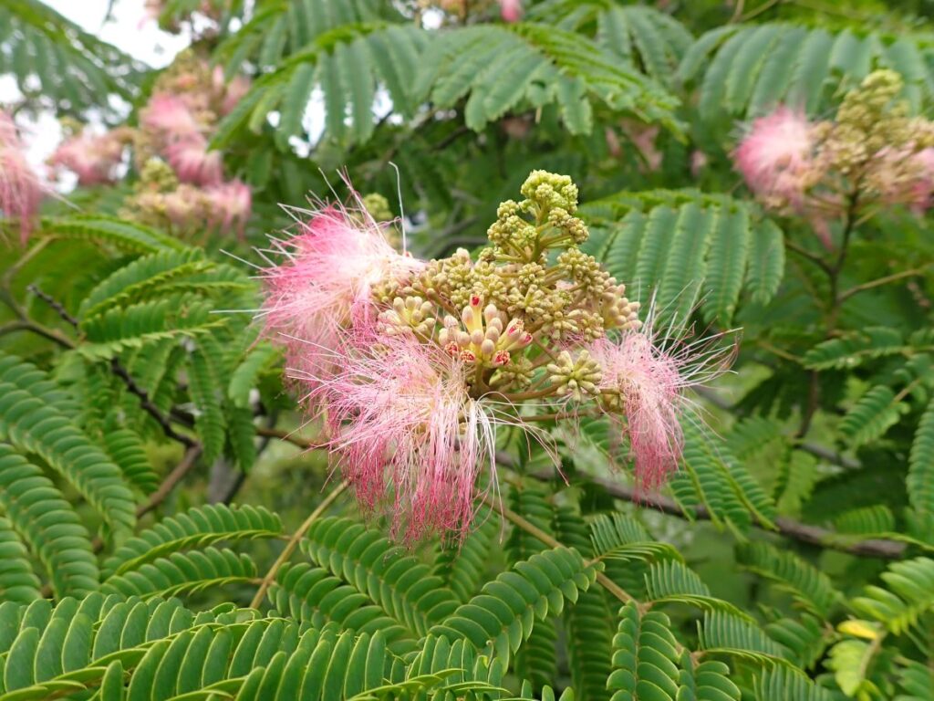 ネムノキの花