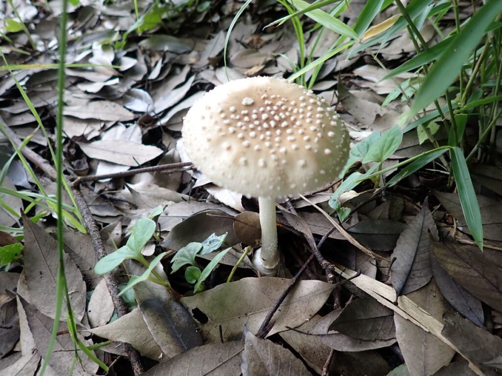 毒キノコ