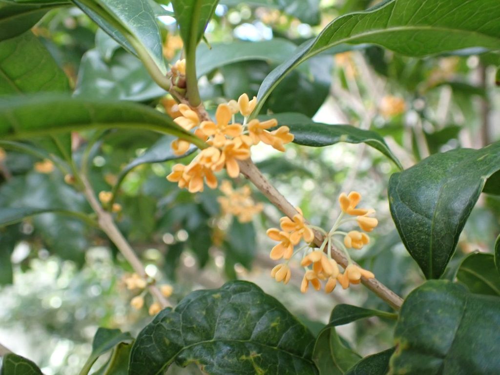 キンモクセイの花