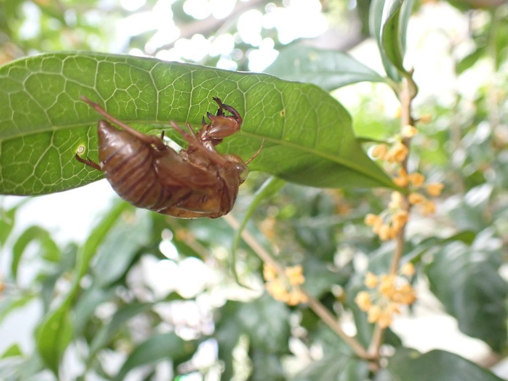 キンモクセイとセミの抜け殻