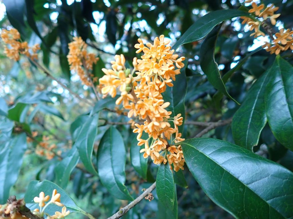 キンモクセイの花