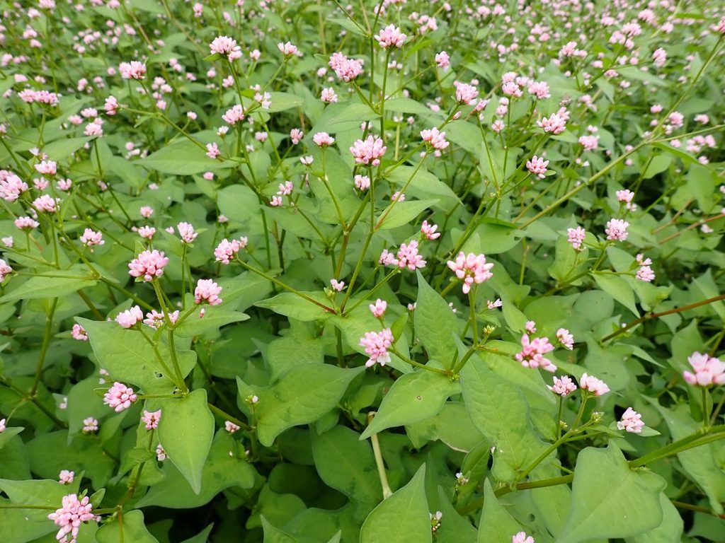 ミゾソバの花
