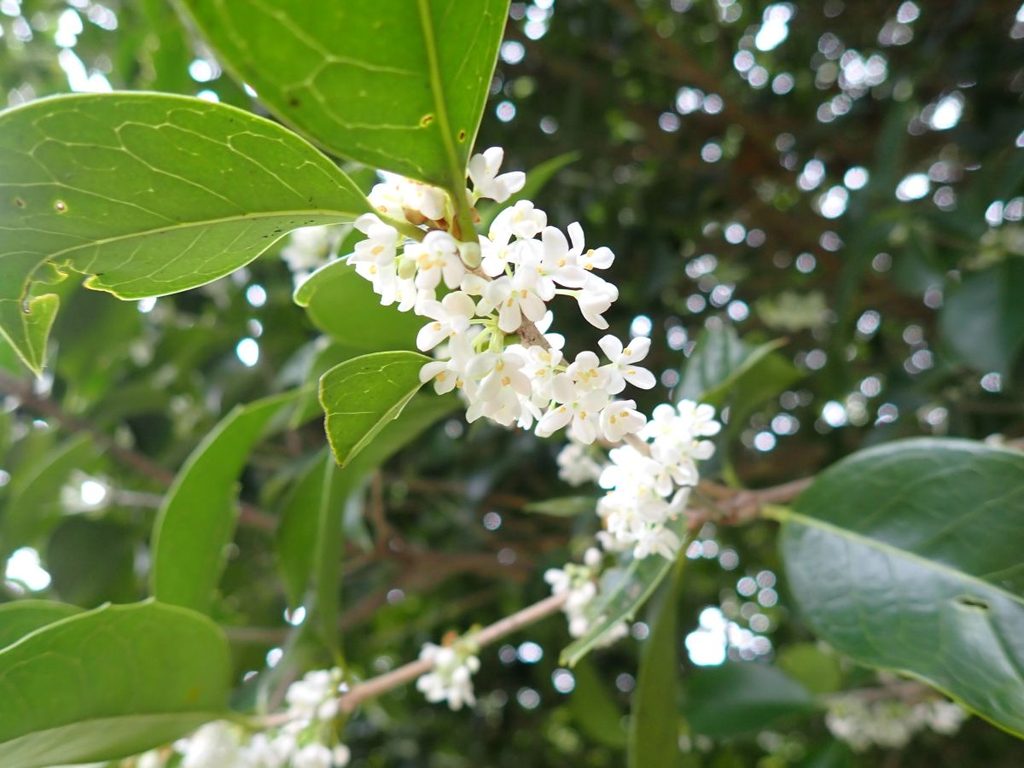 ヒイラギモクセイの花