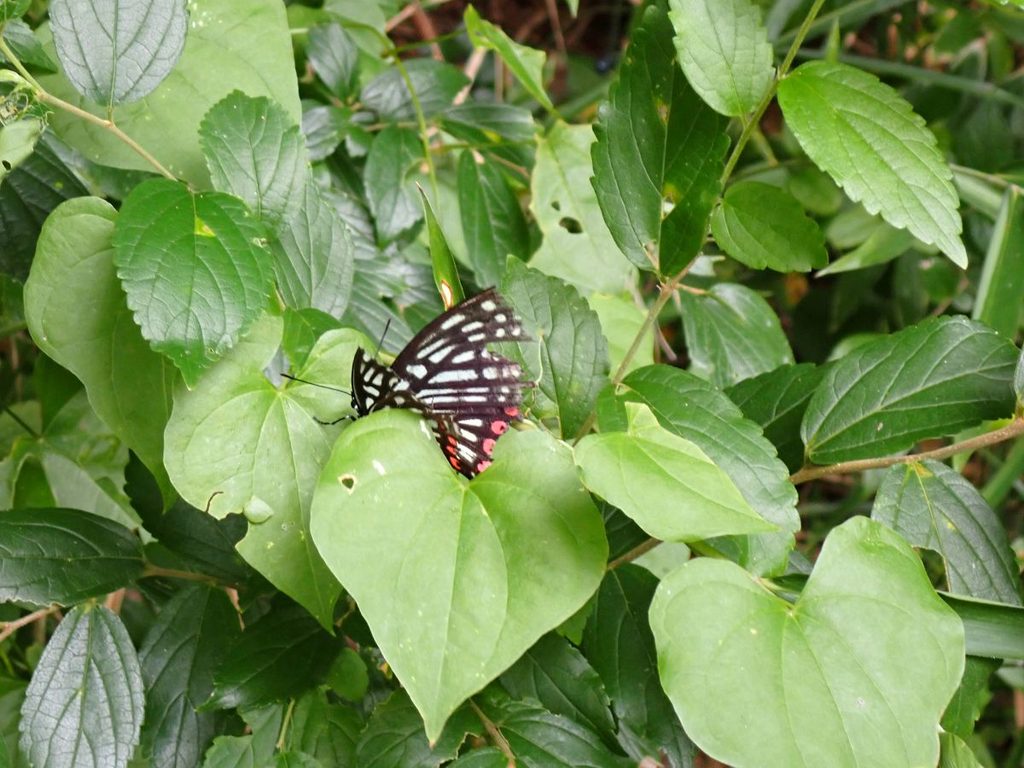 アカボシゴマダラ