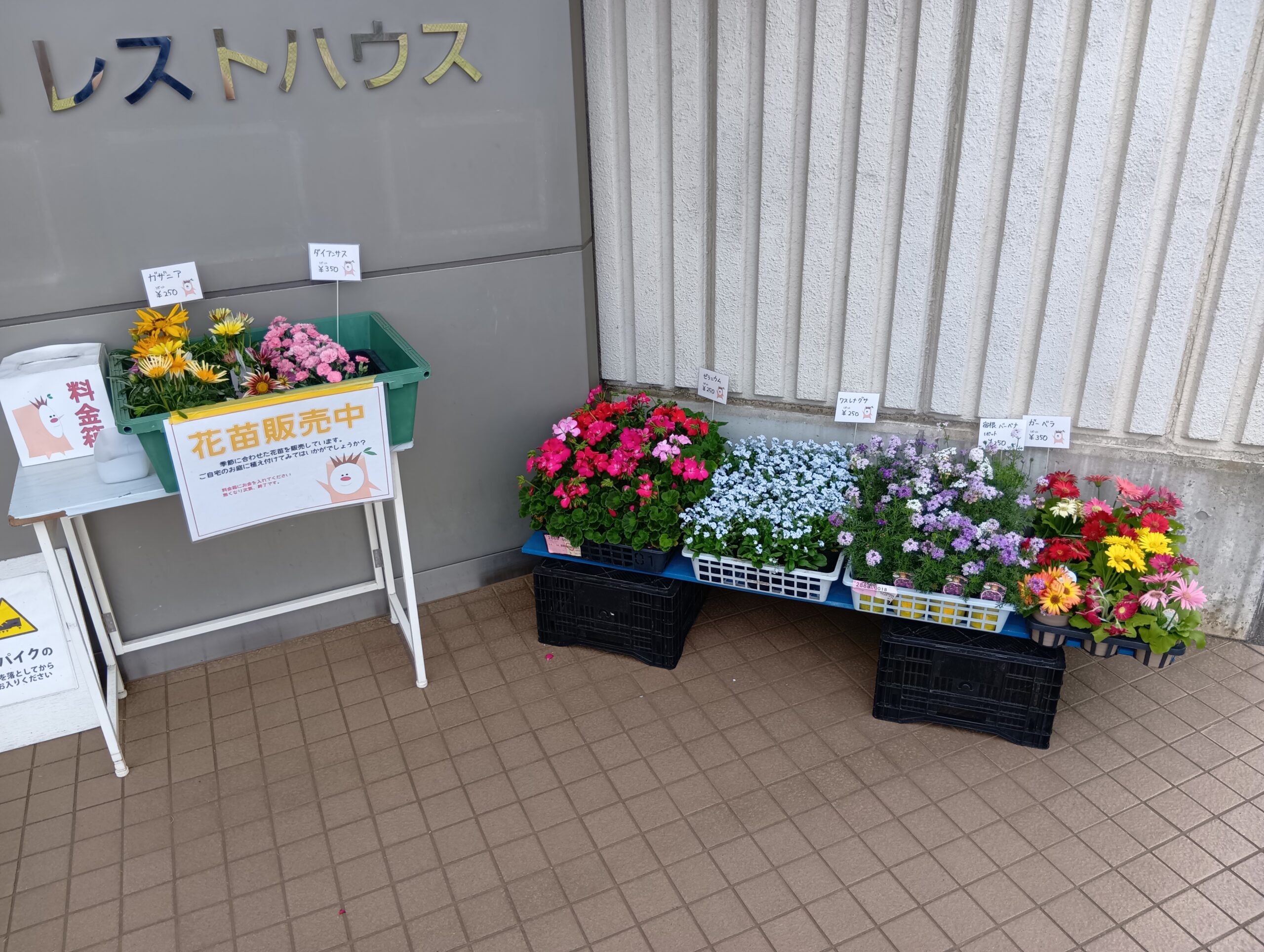 ブログ】花苗販売 - 長坂谷公園 【緑とコミュニティーグループ】