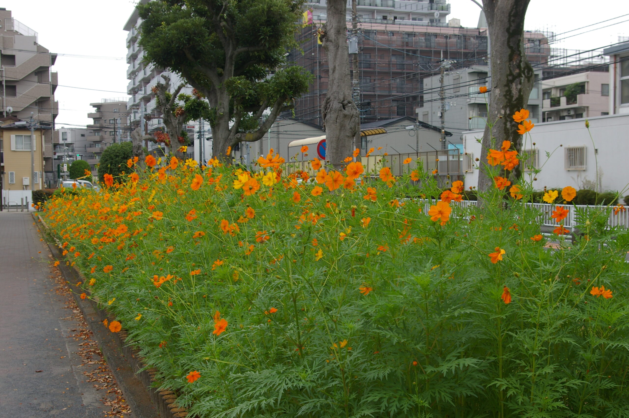 岡野公園TOP画像3