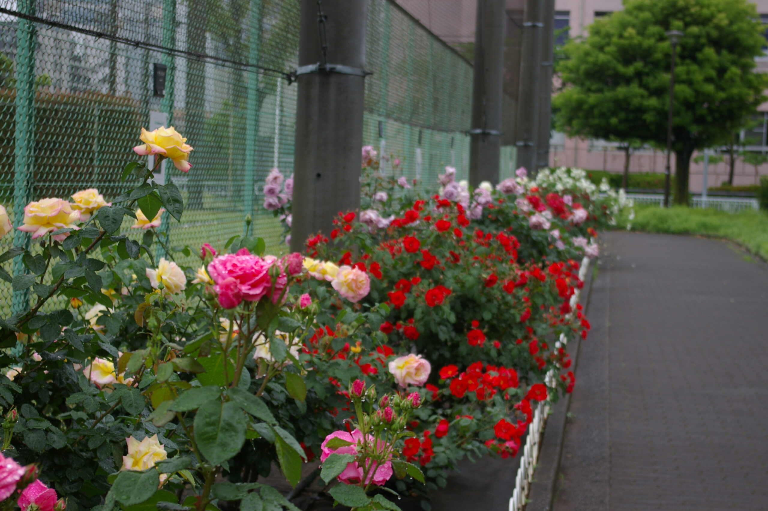 岡野公園TOP画像4