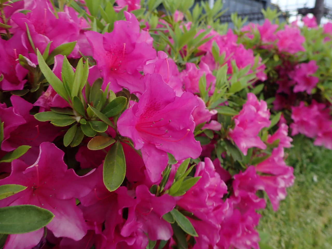 オオムラサキツツジが開花中 - 谷本公園 【緑とコミュニティーグループ】