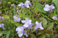 ムラサキサギゴケ