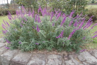 サルビア・レウカンサ