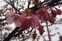 ヨコハマヒザクラ