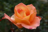 ケニギン ベアトリックス