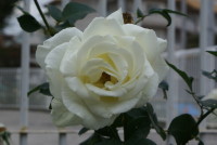 正雪（マサユキ）