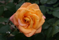 常夏（トコナツ）