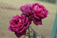 イントゥリーグ