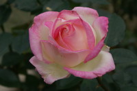 プリンセス ドゥ モナコ