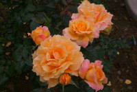 万葉（マンヨウ）