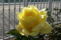 ローズ ヨコハマ