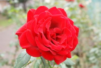 ルージュ メイアン