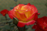 チャールストン